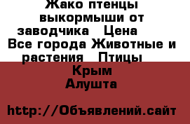 Жако птенцы выкормыши от заводчика › Цена ­ 1 - Все города Животные и растения » Птицы   . Крым,Алушта